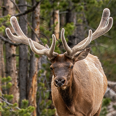 Bulk elk with velvet on antlers