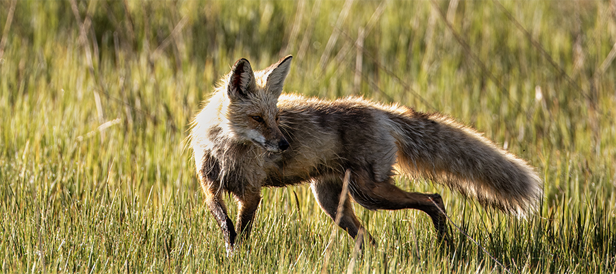 Fox in Profile