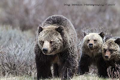Family of grizzlies, mom and twin cubs.