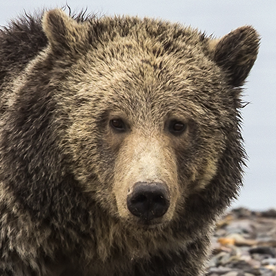 Grizzly frontal