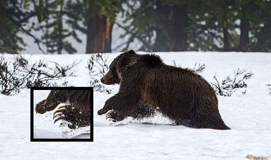 Grizzly running on snow with insert showing claws.