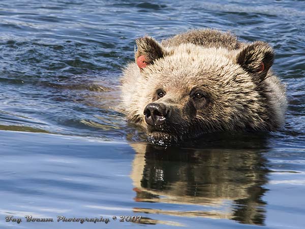 Grizzly bear swimming across the Yellowstone River