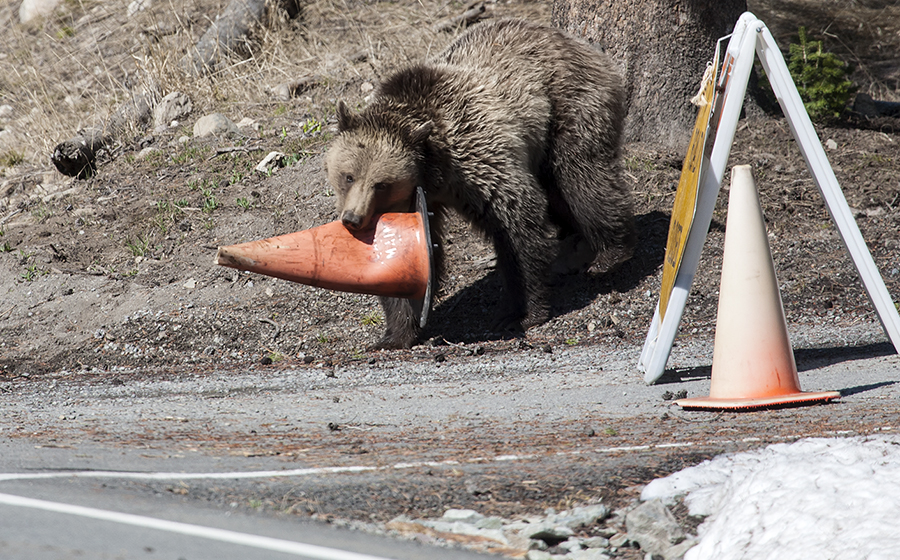 Grizzly waith traffic cone in mouth