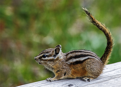 Least Chipmunk