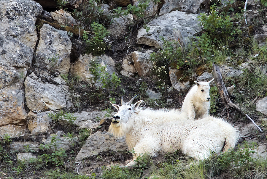 Papa mountain goat with kid