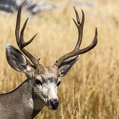 Mule deer with antlers without velvet