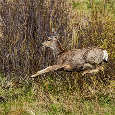 Mule Deer running