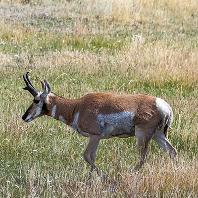 Pronghorn buck walking across Lamar Valley
