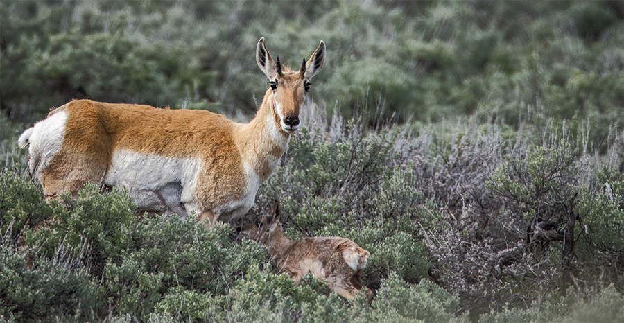 New pronghorn mother with fawn.