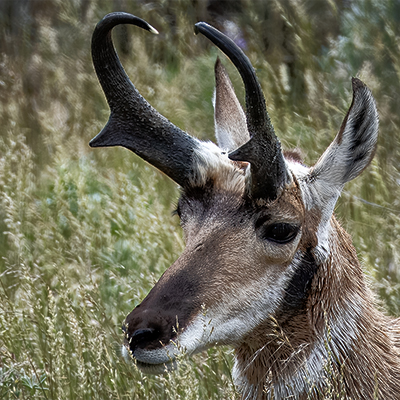 Buck pronghorn showing horns