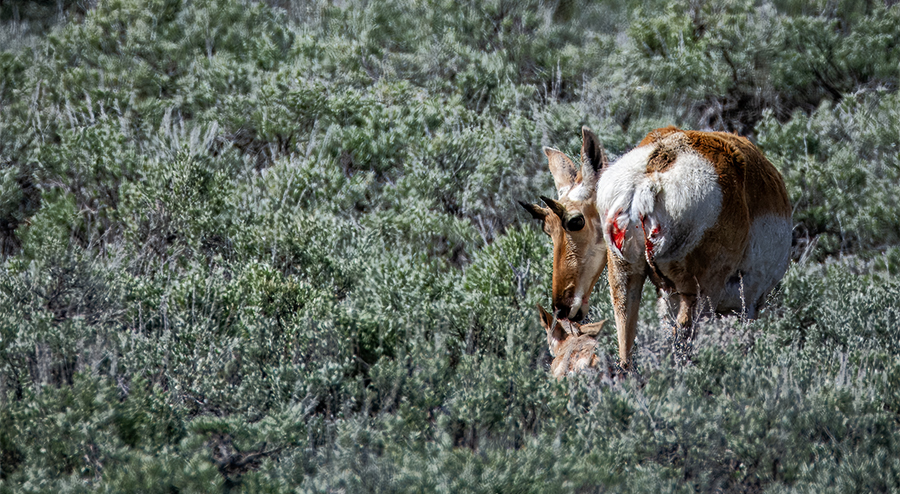 Pronghorn mother with one of two fawns