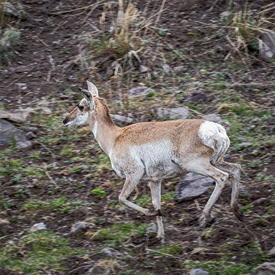 Female pronghorn running