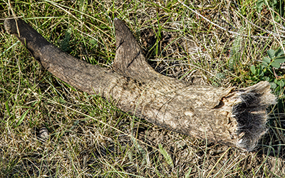 Pronghorn horn shed