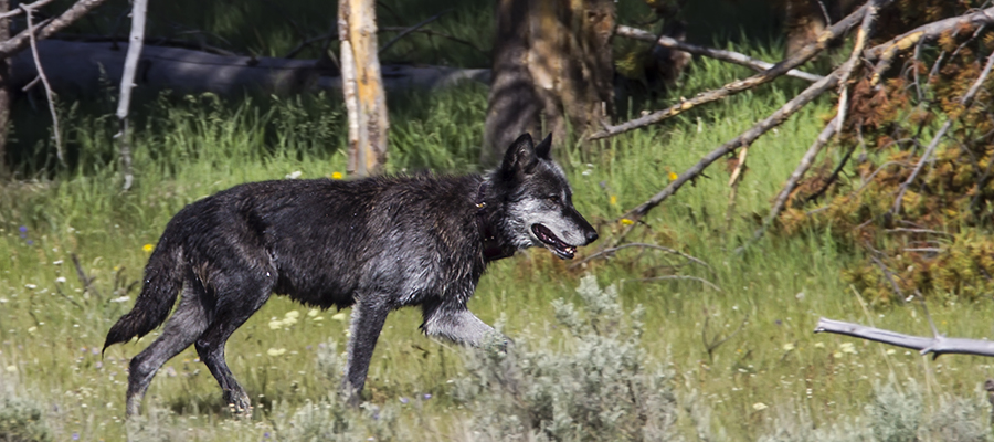 wolf in profile