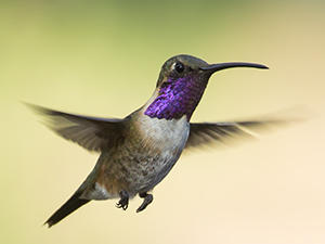 Click the Lucifer's Hummingbird to go to the Cornell Lab of Ornithology to learn more.