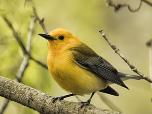 The Prothonotary Warbler is your link to reading about dyslexia and how it impacts the author.