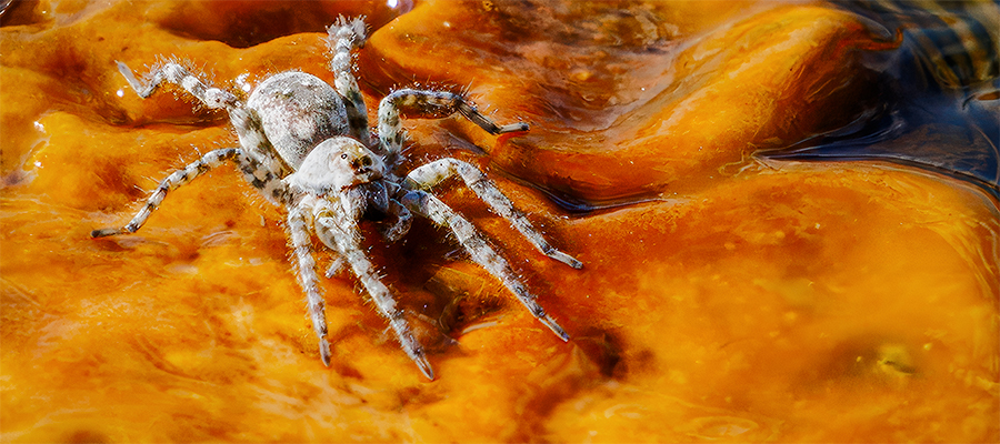 Wolf Spider on bacteria mat.