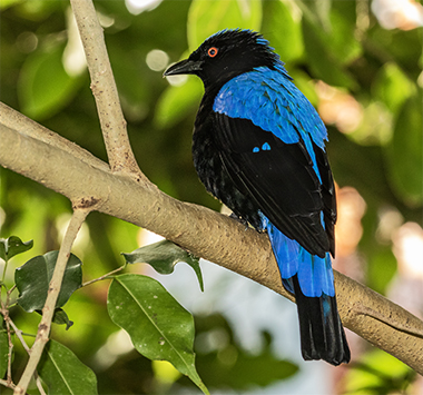 Fairy Bluebird.