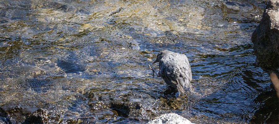 Dipper check his foot, for what???