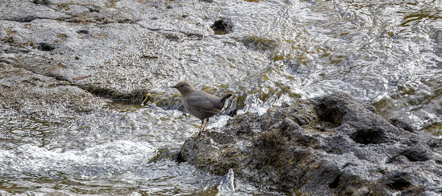 YAmerican Dipper hanging out in quieter water.