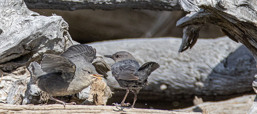 Pair of American Dipper chicks.