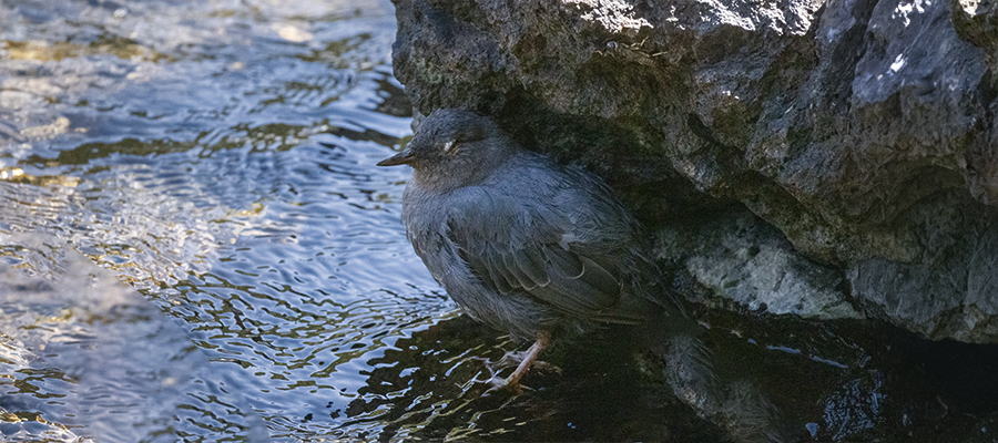 Young dipper hiding by rock