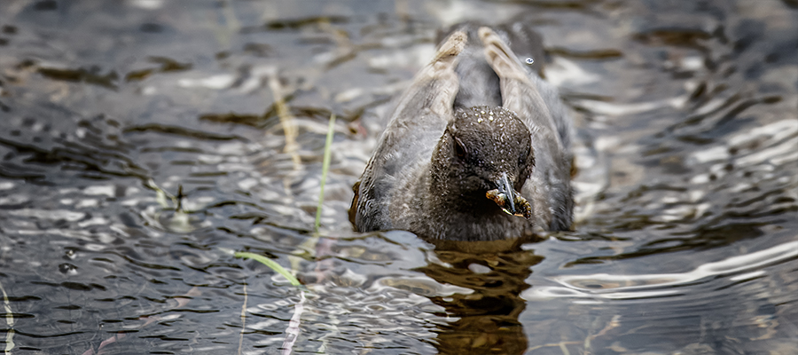 American Dipper with dinner for the kids in its beak.