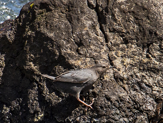 American Dipper on boulder in Yellowstone's Lehardys Rapids.