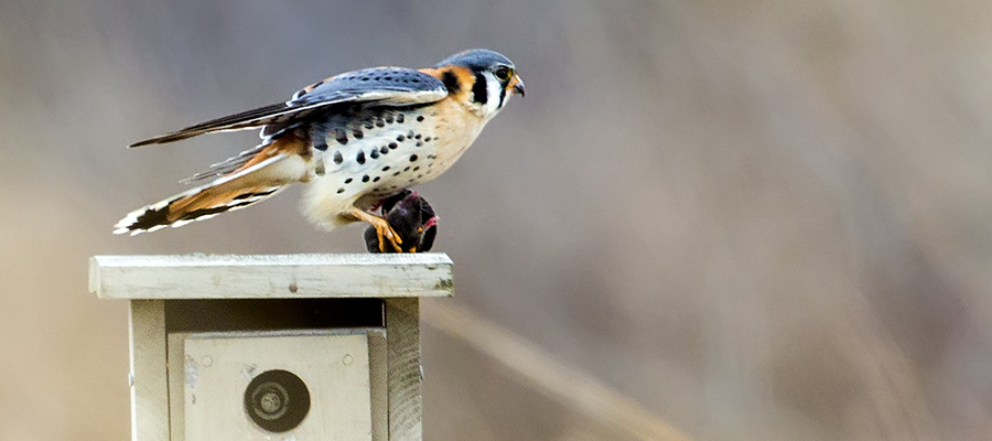 American Kestrel with dinner in talons.