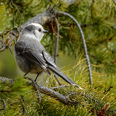 Canada Jay looking over its shoulder.