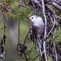 Canada Jay.