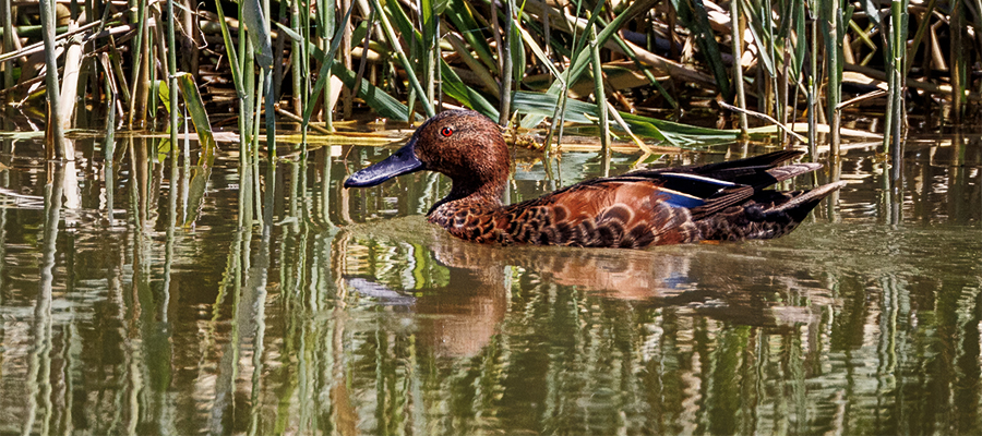 Cinnamon Teal