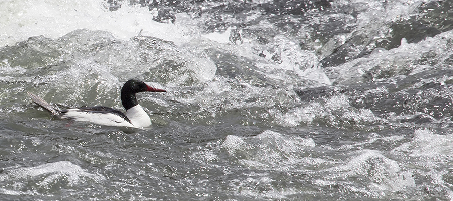 Common Merganser.