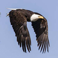 American Bald Eagle.