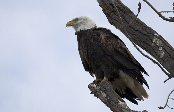 Magestic American Bald Eagle