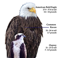 Compare Osprey vs Eagle.