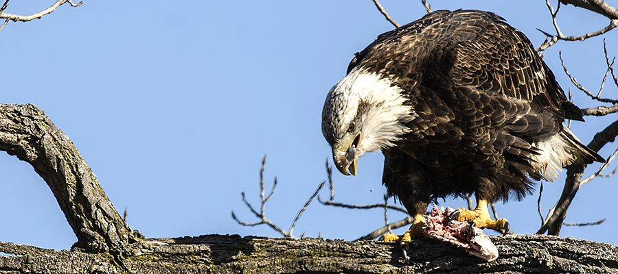Bald Eagle eating a fish on a tree limb..