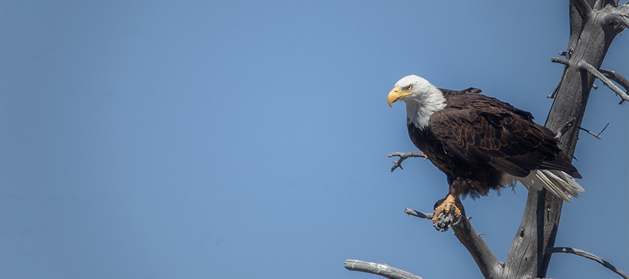 Eagle on top of tree looking.