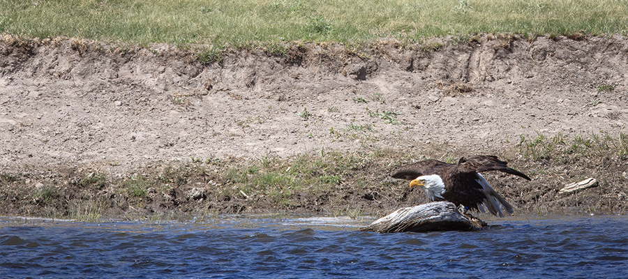Eagle taking off from river.