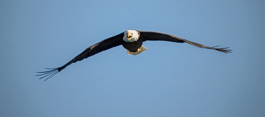 Eagle flying right at you