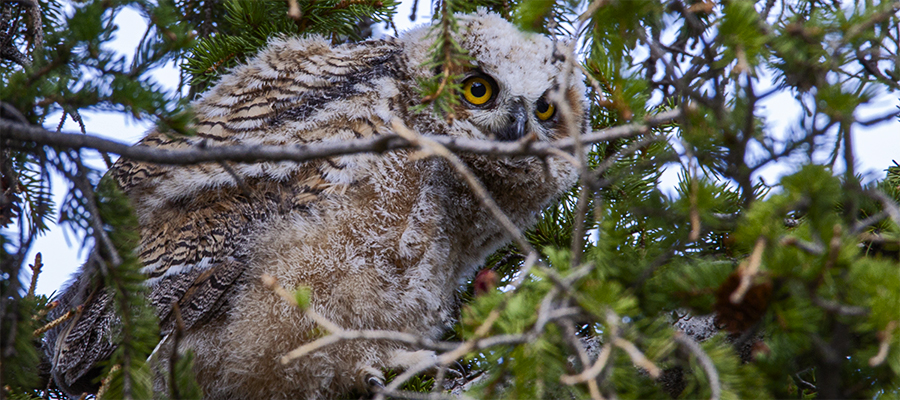 Great Horned Owlet peeking through branches.
