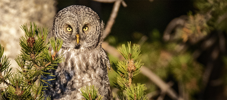 Great Gray Owl