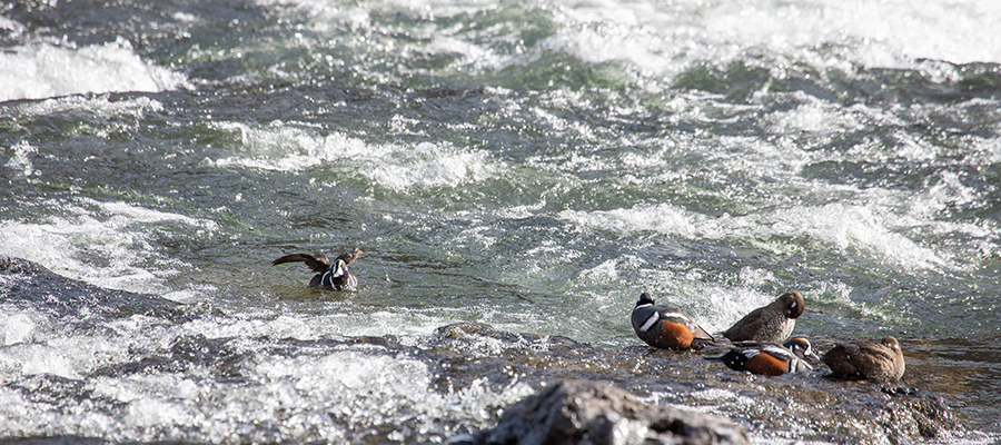 Hens and drakes resting on rocks