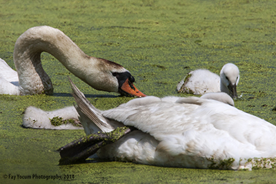 Mute Swans eating algae on pond