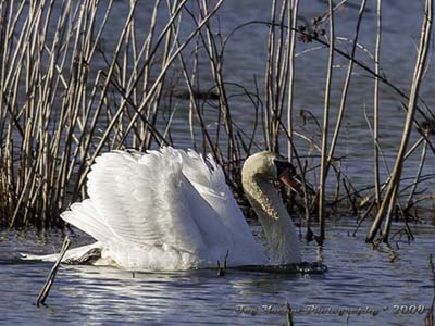 Mute Swan displaying wings