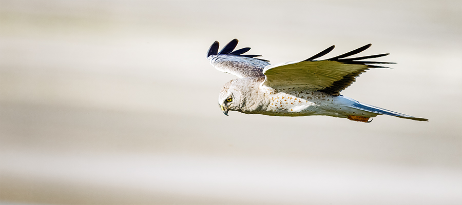 Male northern harrier in flight.