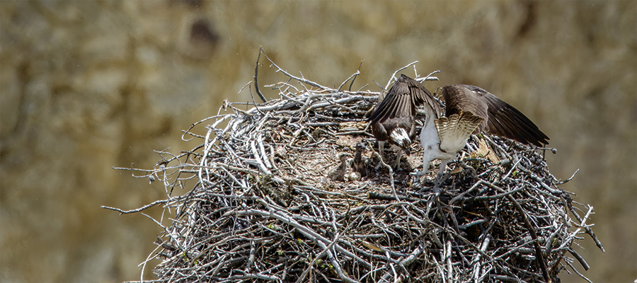 Osprey family nest on rock spire.