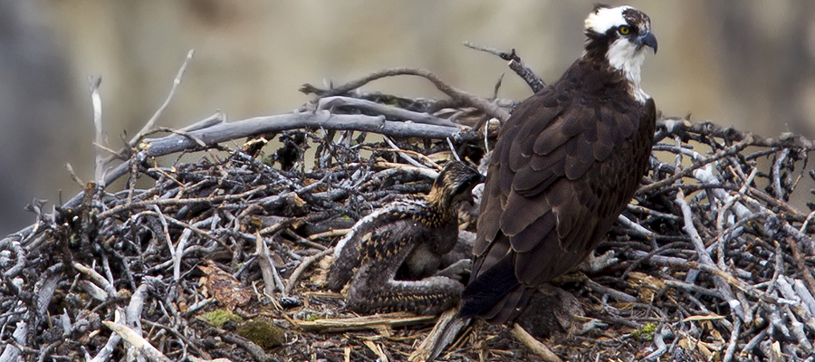 Old chick with parent still on nest.