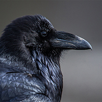 Common Raven.