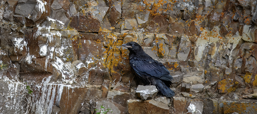 Raven chick on a ledge by itself..